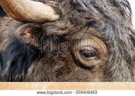 Eye Of A Wild Animal Yak In The Wild.