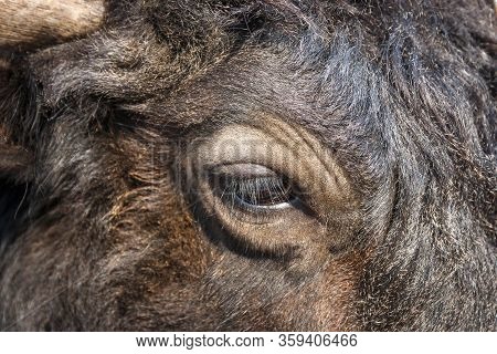 Eye Of A Wild Yak Breed Buffalo Near In The Wild.