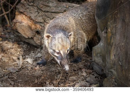 Gray Nose On The Background Of Cut Trees In The Wild.