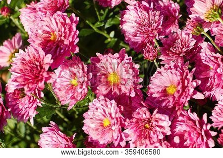 Chrysanthemums In The Morning With Drops Of Water Under The Sun. Botanical Garden.
