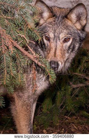 Wolf In The Wild Between The Christmas Trees. Close-up.