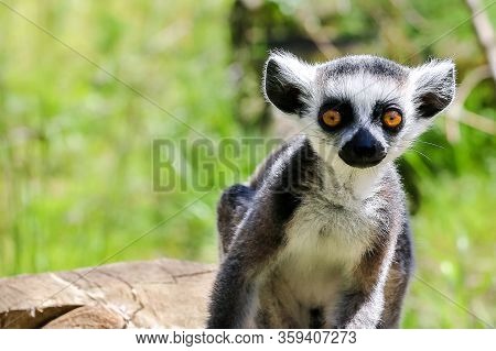 Lonely Lemur On A Background Of Green Plants In The Wild.