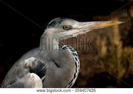 The Gray Crane Is Photographed In Profile On A Dark Background. Wild Nature.