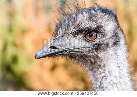 An Ostrich With Big Eyes Looks At You. Zoo. Wild Nature.