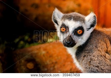 A Lemur With Big Eyes Looks At You. Zoo. Wild Nature.