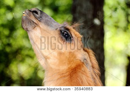 Spytte Llama