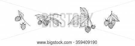 Hand Drawn Raspberry Branches Set With Berries And Leaves. Sketch Style Vector Illustration. Black I