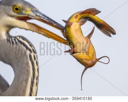 Grey Heron (ardea Cinerea) Catching Black Bullhead Fish At Lake Csaj, Kiskunsagi National Park, Pusz