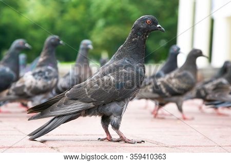 The Dove On The Area Compared To Other Pigeons