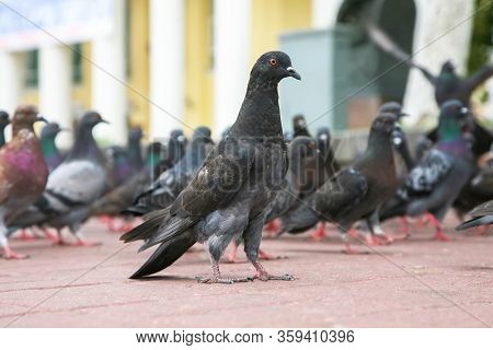 The Dove On The Area Compared To Other Pigeons