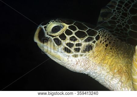 Close-up Of A Green Turtle (chelonia Mydas), With Black Background. Dampier Strait, Raja Ampat, Indo
