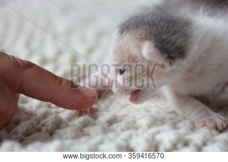 Two Week Old Three-colored Kitten Looks On A Mans Finger And Meows.