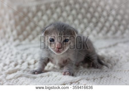 Two Week Old Grey Kitten On White Wool Blanket. Small Wad Of Tenderness.
