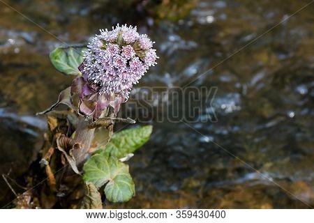 Early Blossomer - Butterbur A Symbol Of Spring Springtime And A Medicinal Plant, Which Extract Is He