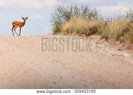 The Steenbok (raphicerus Campestris) On The Road. Male Antelope On The Horizon.