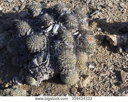 Cactus Plants In Pan De Azucar National Park, Chile