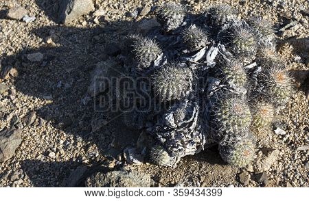 Cactus Plants In Pan De Azucar National Park, Chile