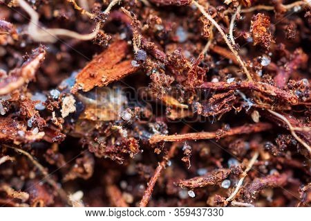 Extreme Closeup (5x) Of The Organic Layer Of A Podzol Or Spodosol Consisting Of The Remains Of Blueb