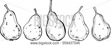 Vector Hand Drawn Pears. Sketch Of Pears