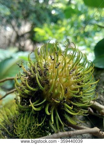 Rambutan (nephelium Lappaceum) With Natural Background. Rambutan Is The Exotic Fruit Fruit From Indo