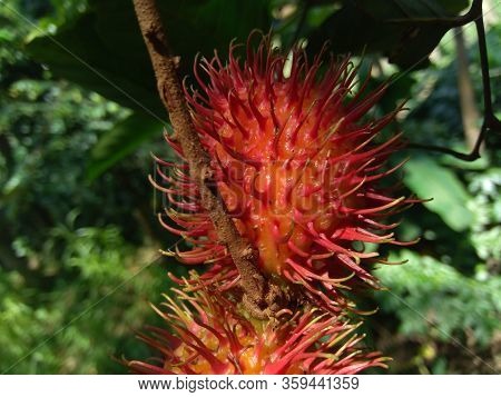 Rambutan (nephelium Lappaceum) With Natural Background. Rambutan Is The Exotic Fruit Fruit From Indo