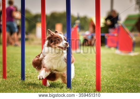 Redmerle Border Collie Is Running On Czech Agility Competition Slalom. Prague Agility Competition In