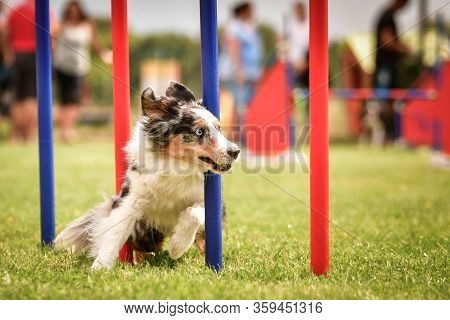 Bluemerle Border Collie Is Running On Czech Agility Competition Slalom. Prague Agility Competition I