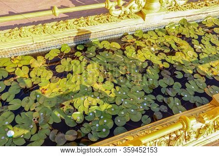 Lotus Leaves With Coins In A Pool In A Buddhist Temple