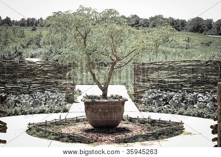 plantas pote