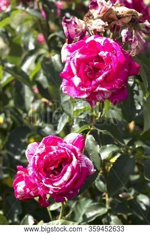 Beautiful Summer Pink Roses, Photo Of Flowers