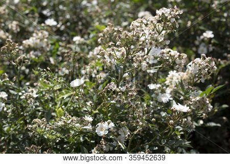 Beautiful Summer White Flower, Photo Of Flowers