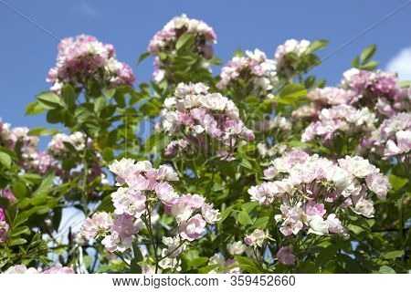 Beautiful Summer Pink Roses, Photo Of Flowers