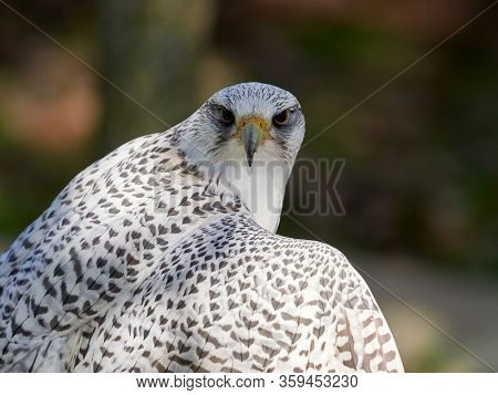 the gyrfalcon, bird of prey (Falco rusticolus), the largest of the falcon species
