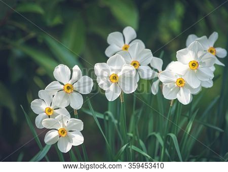 Narcissus Flowers With Yellow Drift In Sunny Day.