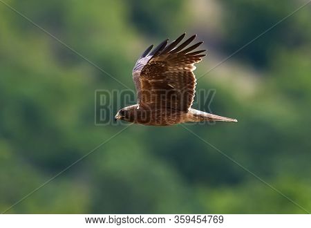 The Booted Eagle in flight (Aquila pennata)