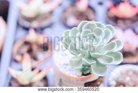 Closeup Succulent Plant In Pot For Docoration With Vintage Tone, Selective Focus
