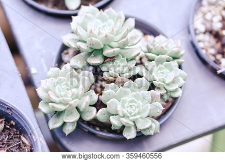 Closeup Succulent Plant In Pot For Docoration With Vintage Tone, Selective Focus