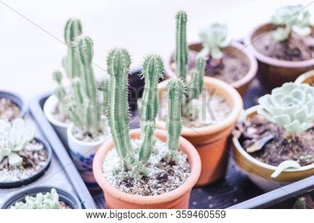 Closeup Succulent Plant In Pot For Docoration With Vintage Tone, Selective Focus