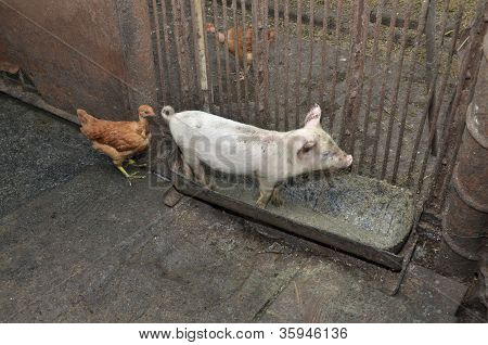 pig and chicken