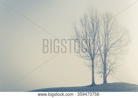 Two Trees On The Right On A Misty Winter Day On A Small Hill In Dornbirn, Austria