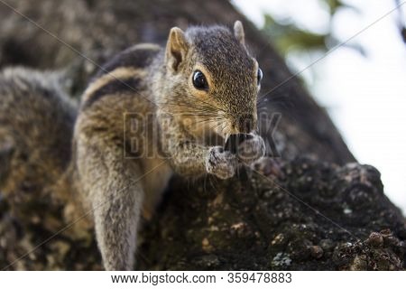 Little Funambulus Palmarumsits On A Tree Branch