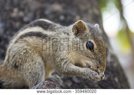 Little Funambulus Palmarumsits On A Tree Branch