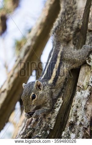 Little Funambulus Palmarumsits On A Tree Branch