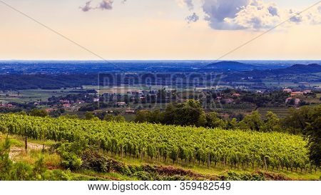 The Beautiful Vineyard Of Collio, Friuli Venezia-giulia, Italy