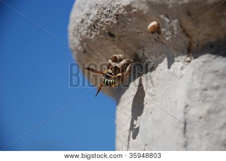 Wasp nest