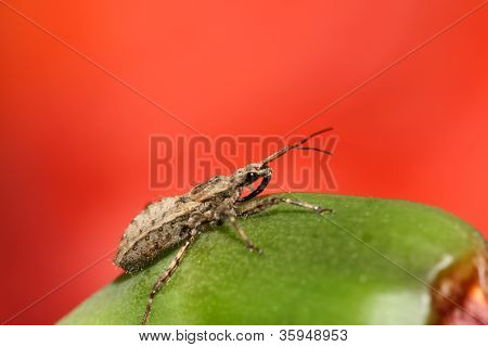 Stinkbug