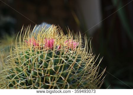 floral beauty of plants with thorns beautiful cactus macro view of flowers