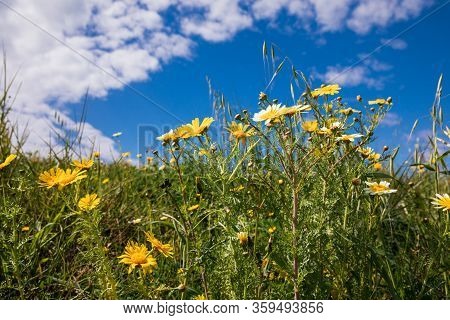 Spring Blooming Glebionis Coronaria Called Chrysanthemum Coronarium From The Species Of Flowering Pl