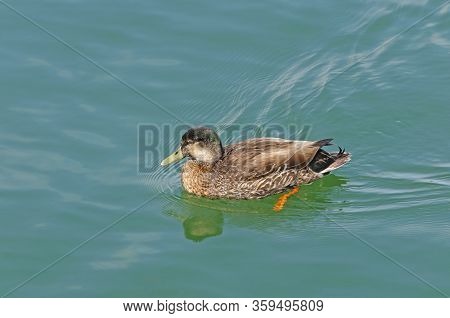 Immature Mallard Duck In An Estuary Near Okarito Beach, New Zealand