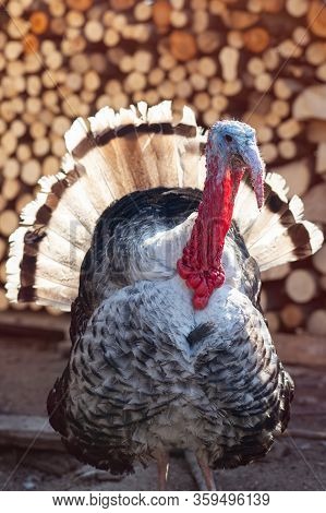 Big Turkey In Courtyard Of Village House. Turkey Bird.